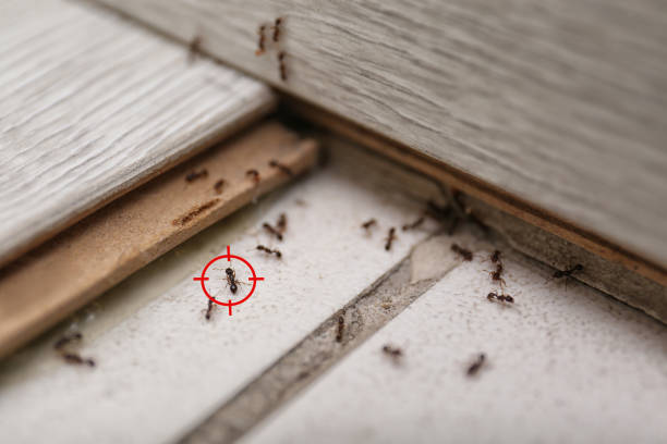Pest Control Cost in South Point, OH