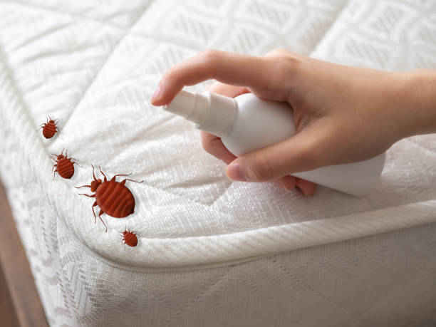 Best Termite Control Services  in South Point, OH