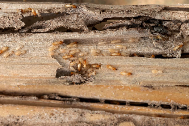 Best Mosquito Control Services  in South Point, OH